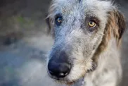 beautiful Irish wolfhound