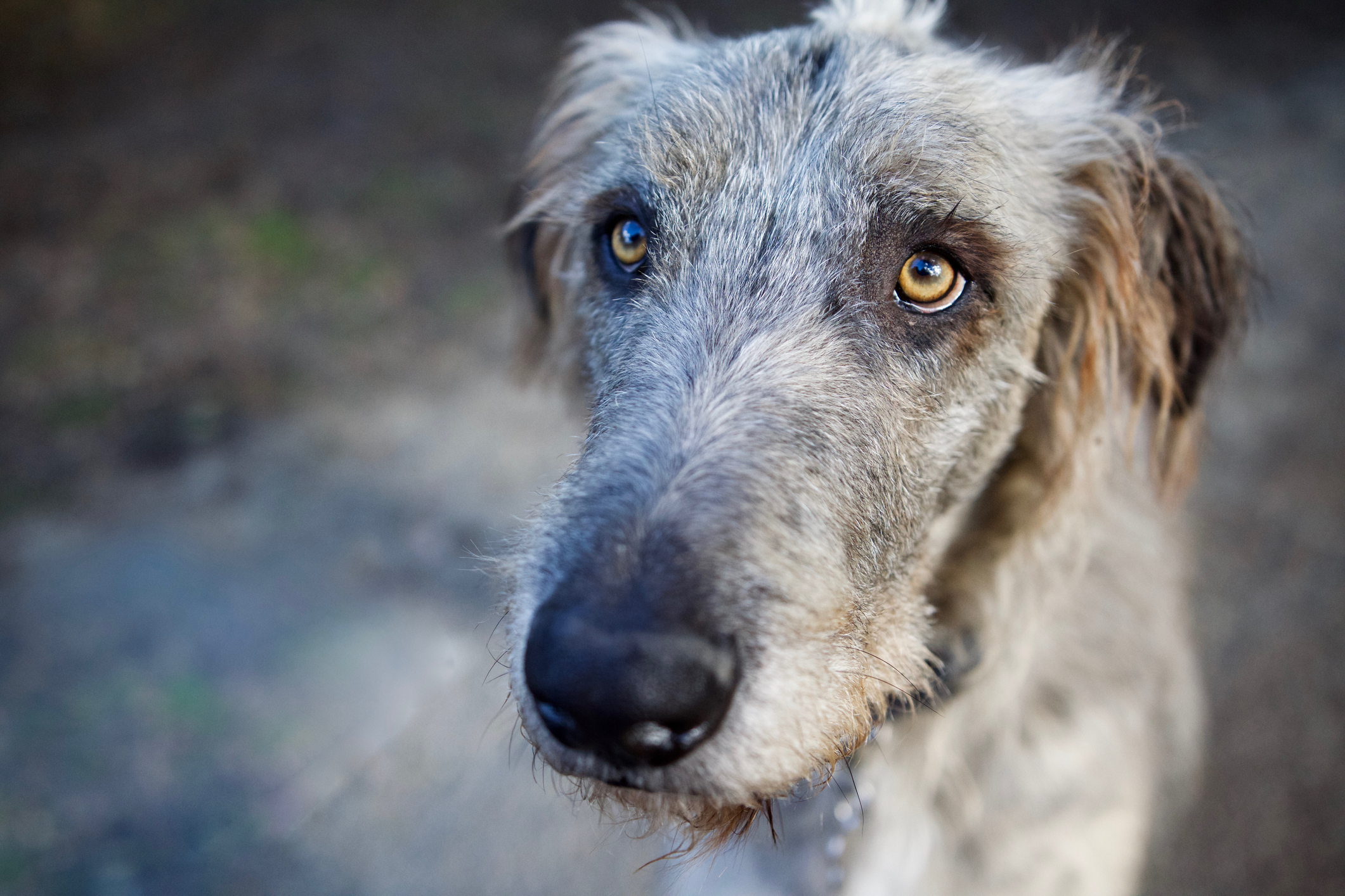 Female irish hot sale wolfhound