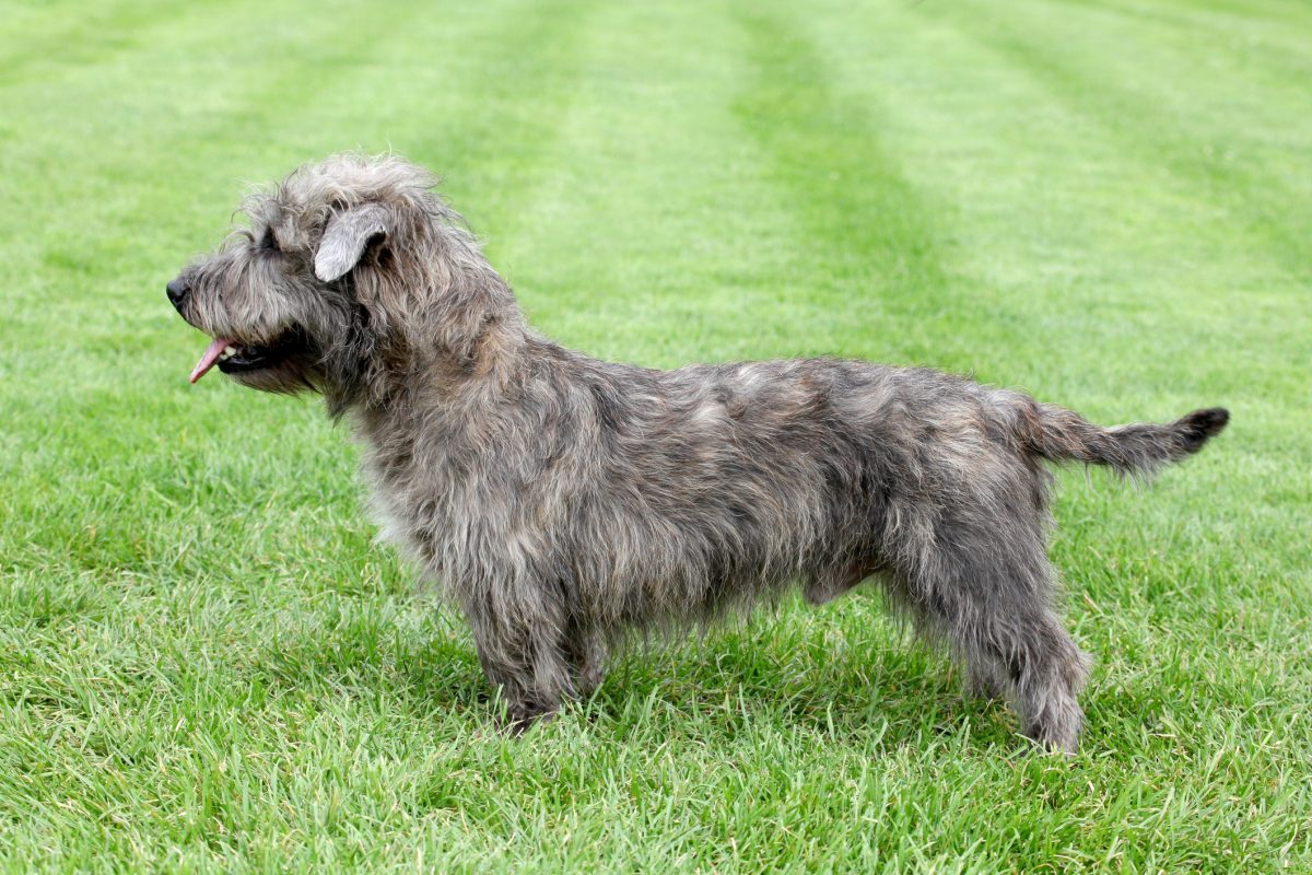 Glen of imaal terrier hot sale puppies