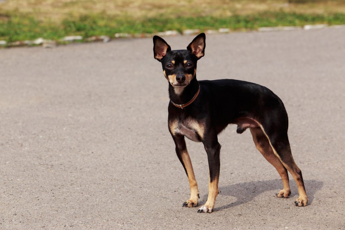 Manchester terrier hot sale mix