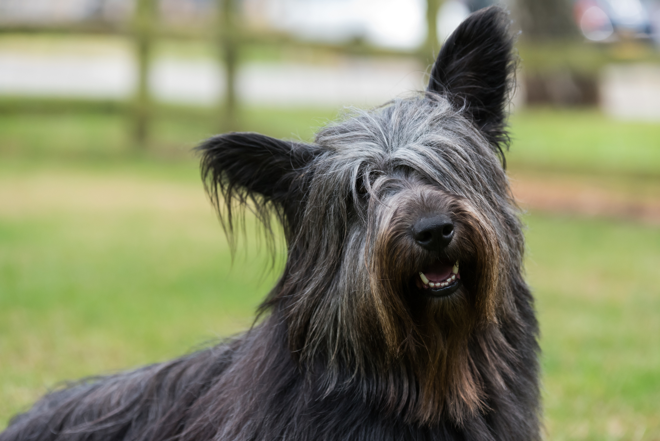 Skye terrier hot sale rescue