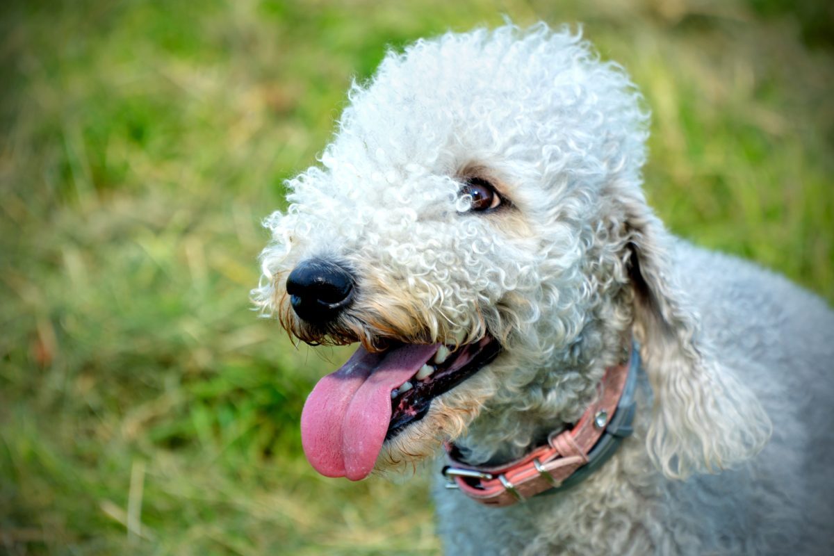 Bedlington terrier fashion puppies price