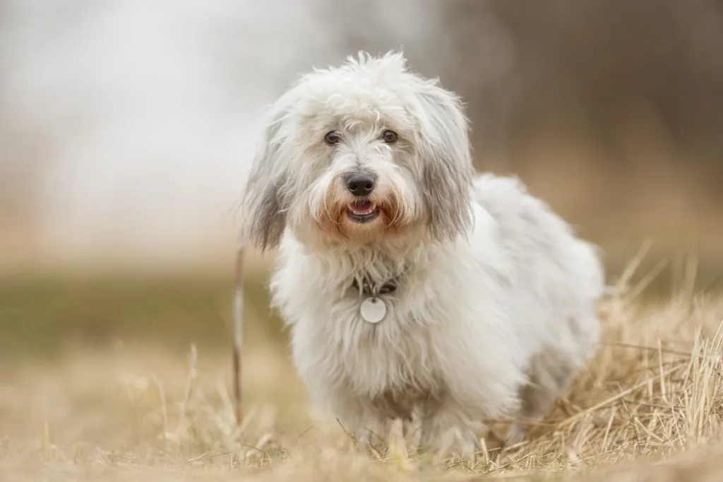 Enduit coton Dogs - Tissus