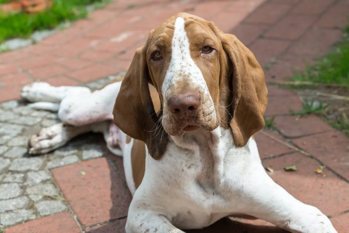 Dog breed best sale bracco italiano