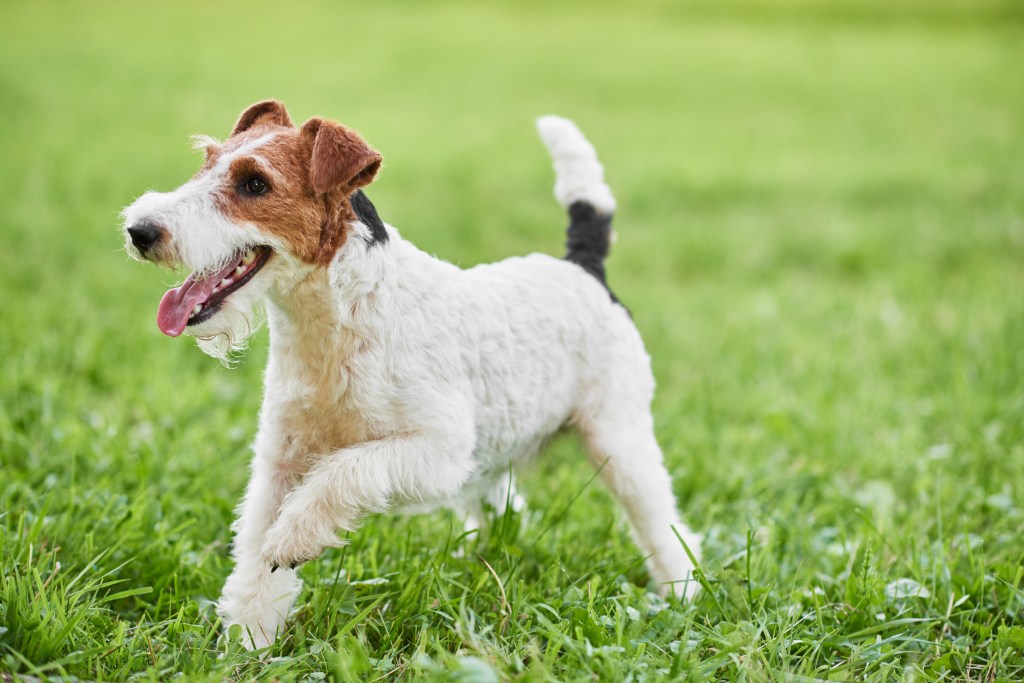 Happy and active Fox Terrier puppy dog running in the grass at the park.
