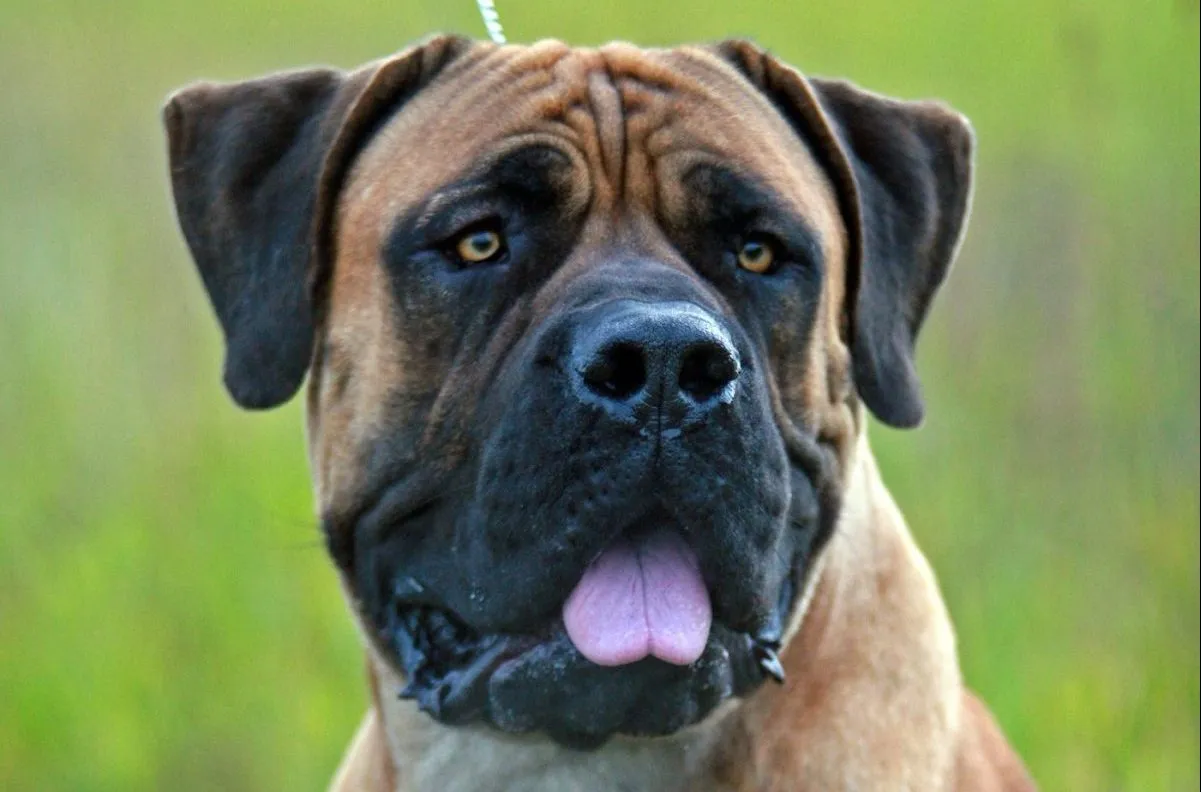 Baby 2024 boerboel puppies