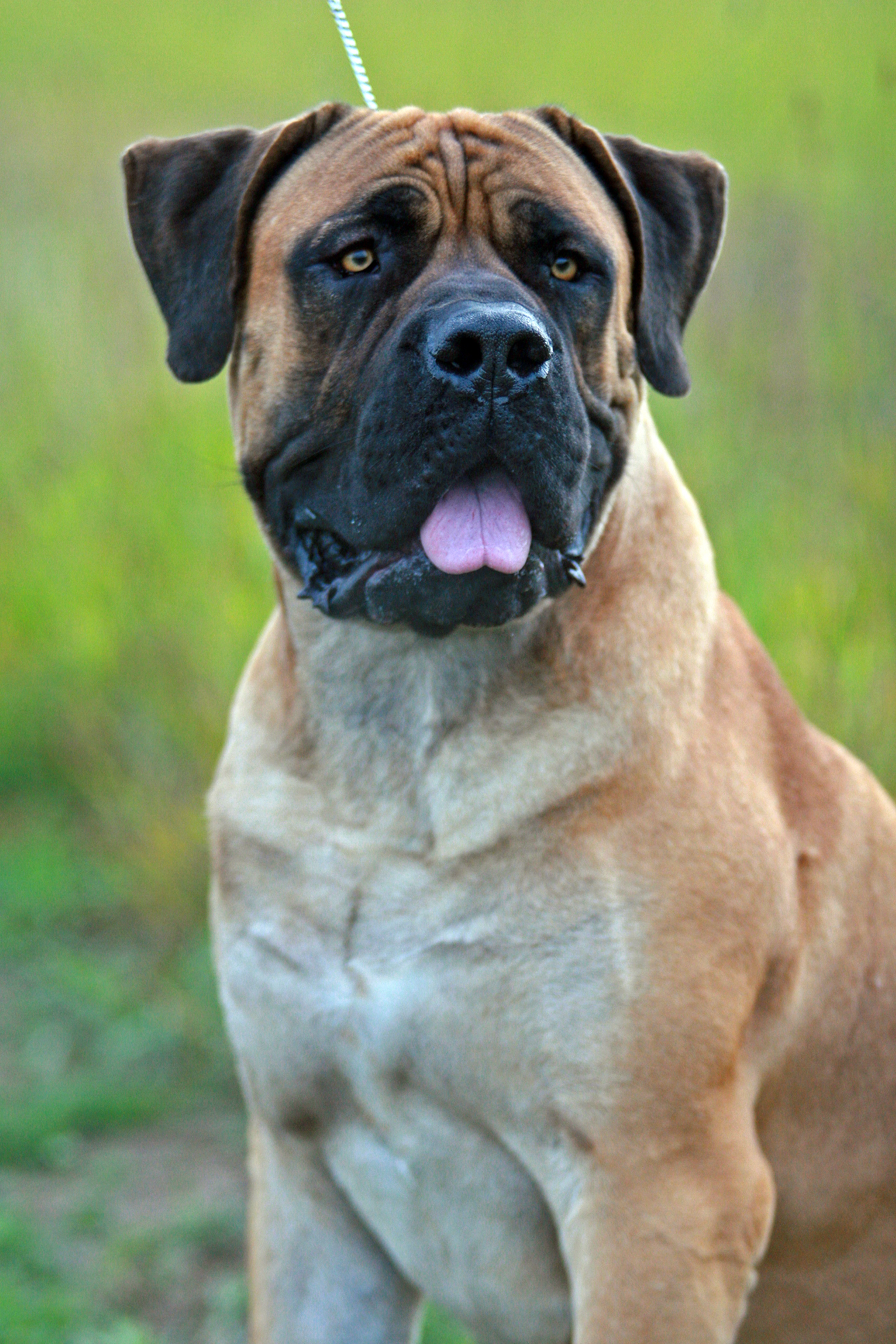 Bulbul sales dog breed