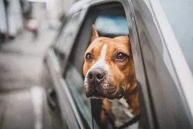 pit bull sticking head out of car window