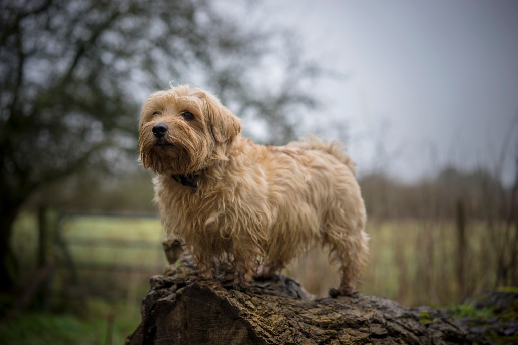 Norfolk Terrier in Gloucestershire countryside