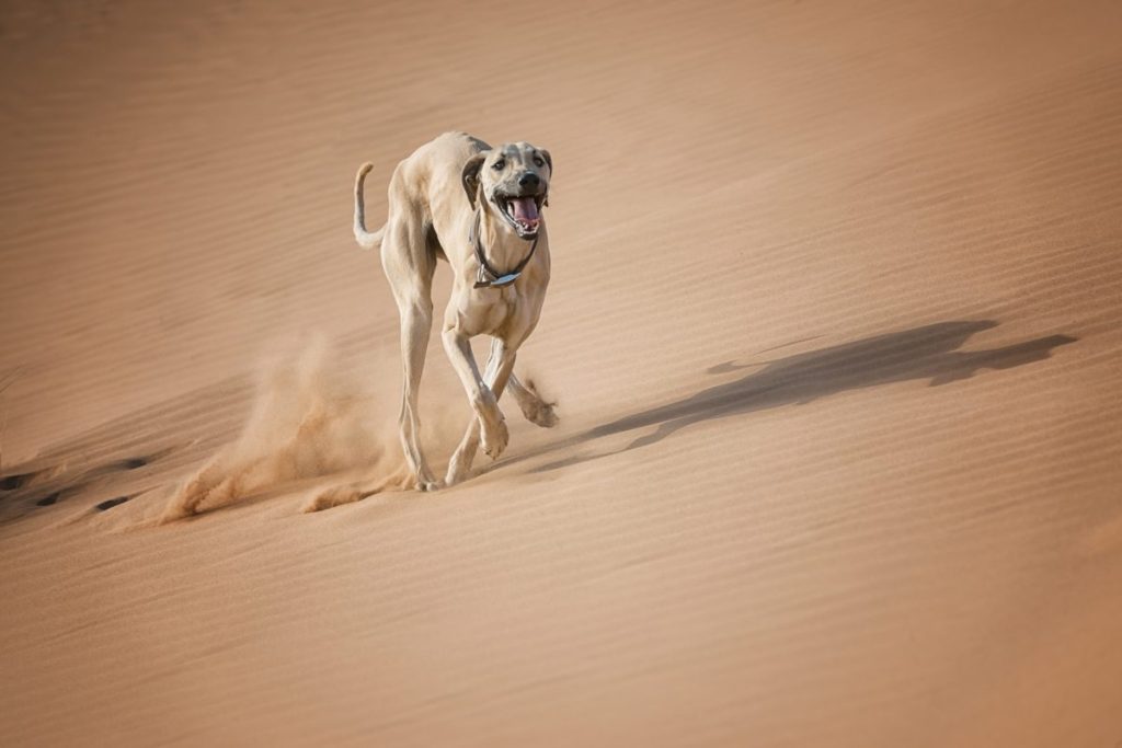 A Sloughi runs in the desert of Morocco.