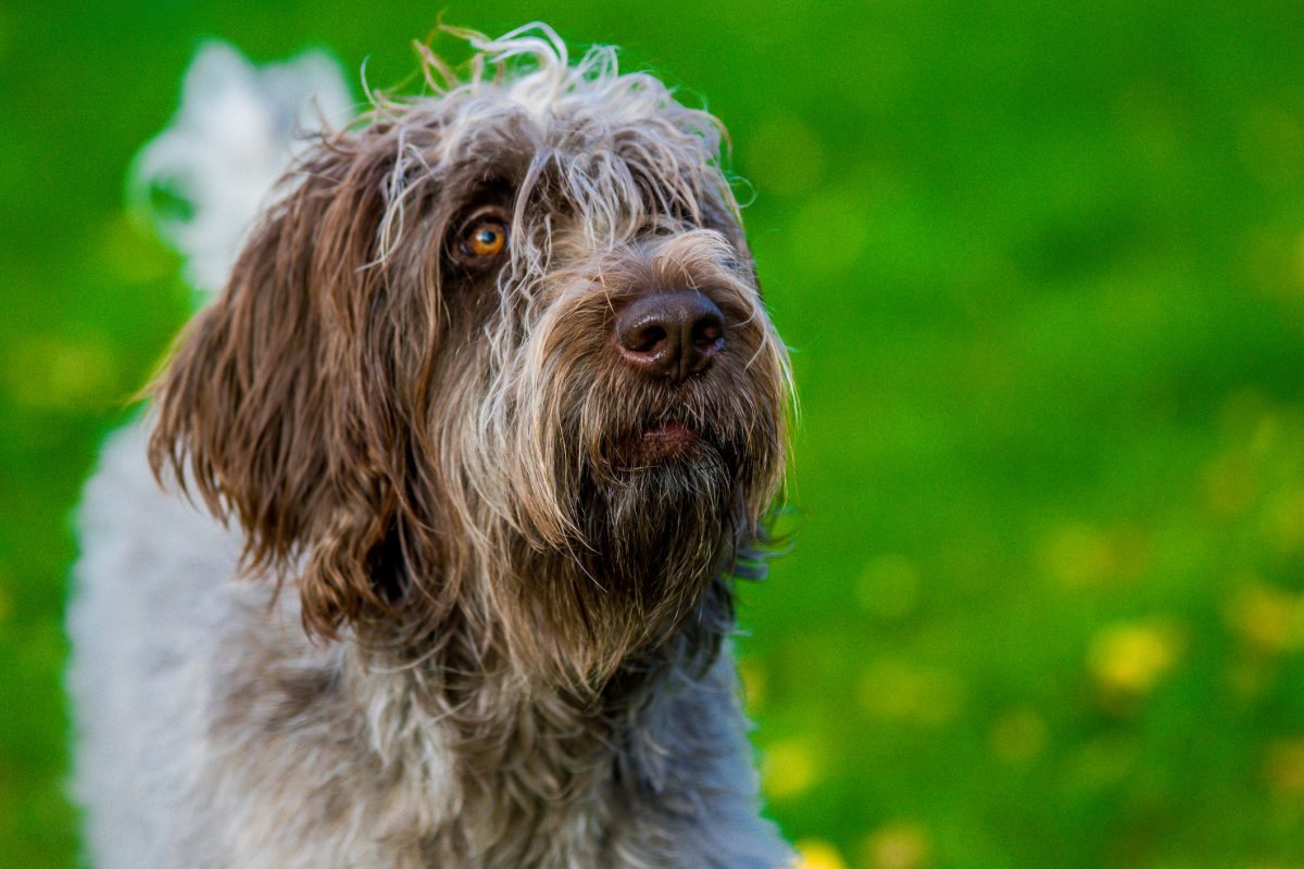 Female wirehaired hot sale pointing griffon