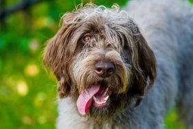 Photograph of a brown and white Wirehaired Ppinting Griffon with his tongue hanging out, looking happily at the camera.