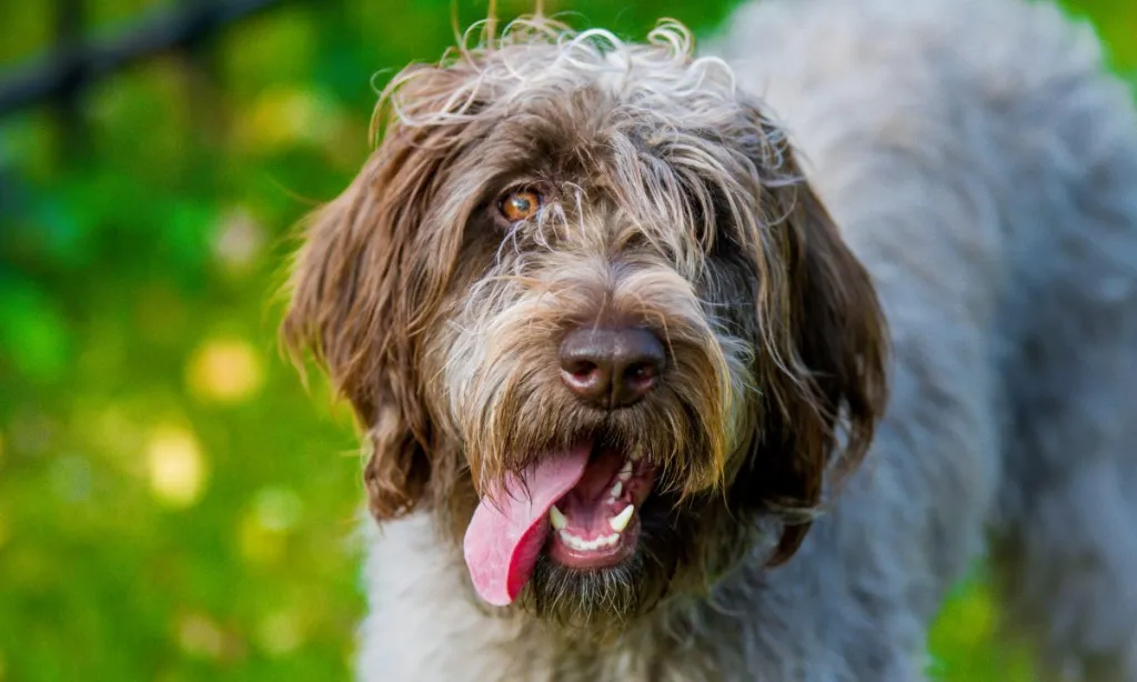 Korthals or wirehaired pointing griffon