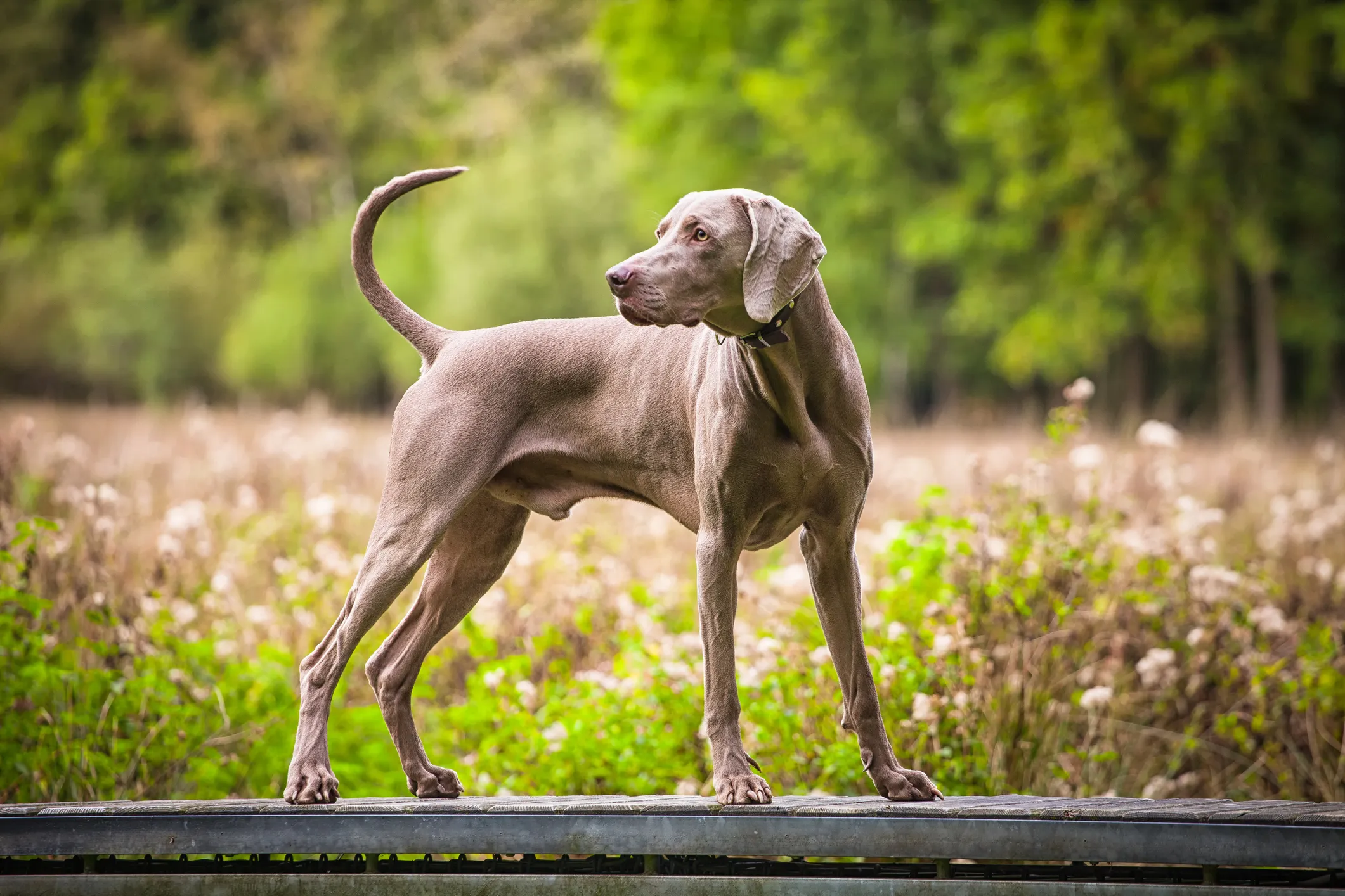 Grey best sale gun dog