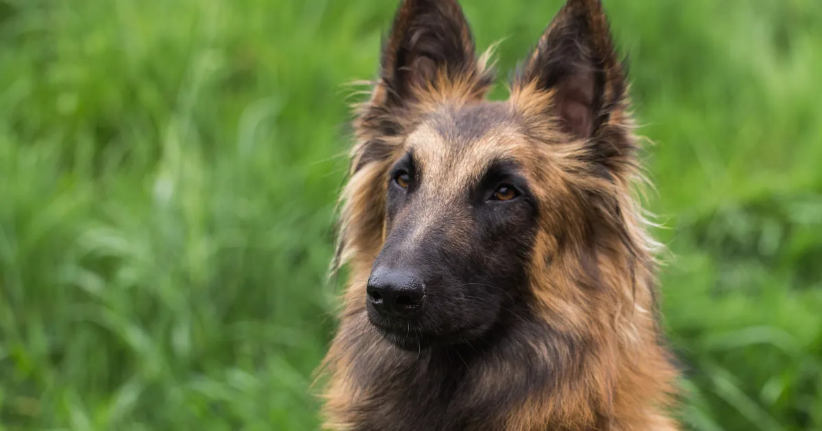Belgian Tervuren Dog Breed Information & Characteristics