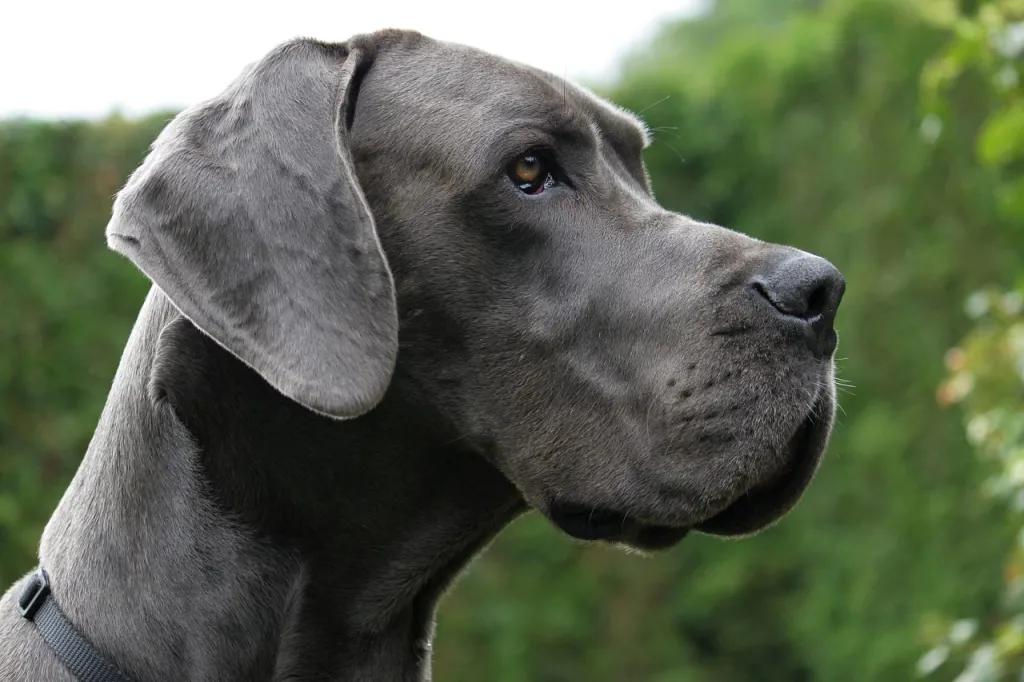 close-up of gray Great Dane