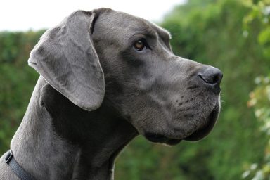 close-up of gray Great Dane