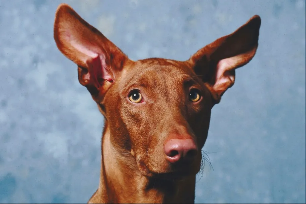 Pharaoh hound portrait
