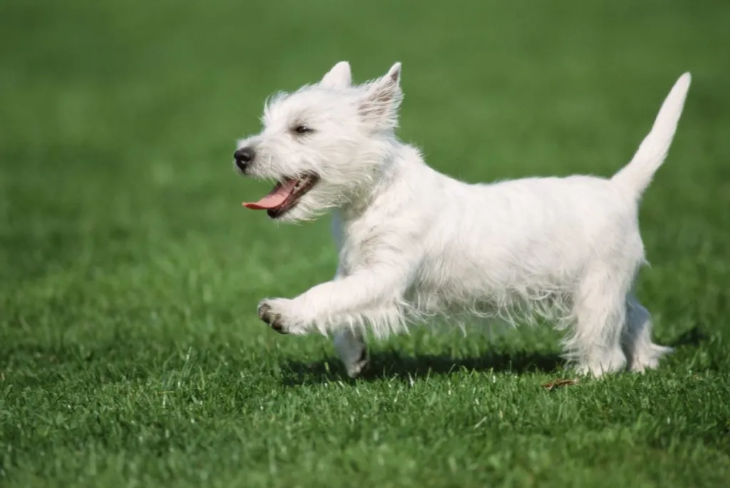 West Highland White Terrier (Westie)