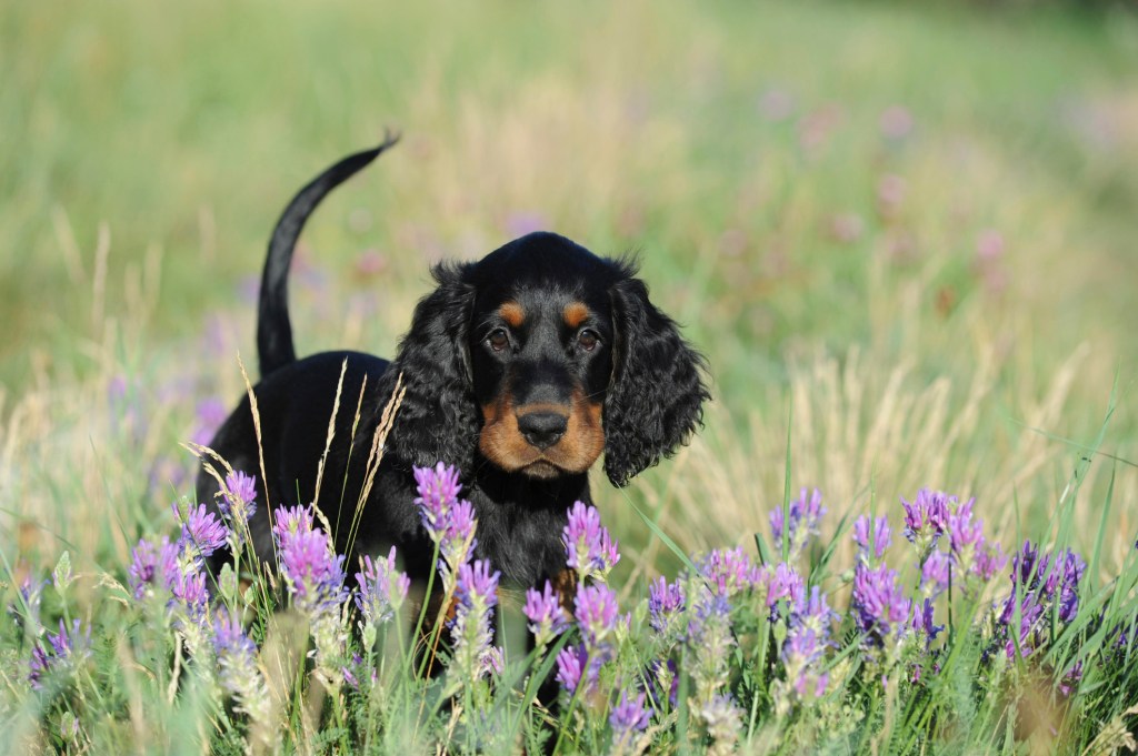 Gordon setter puppy