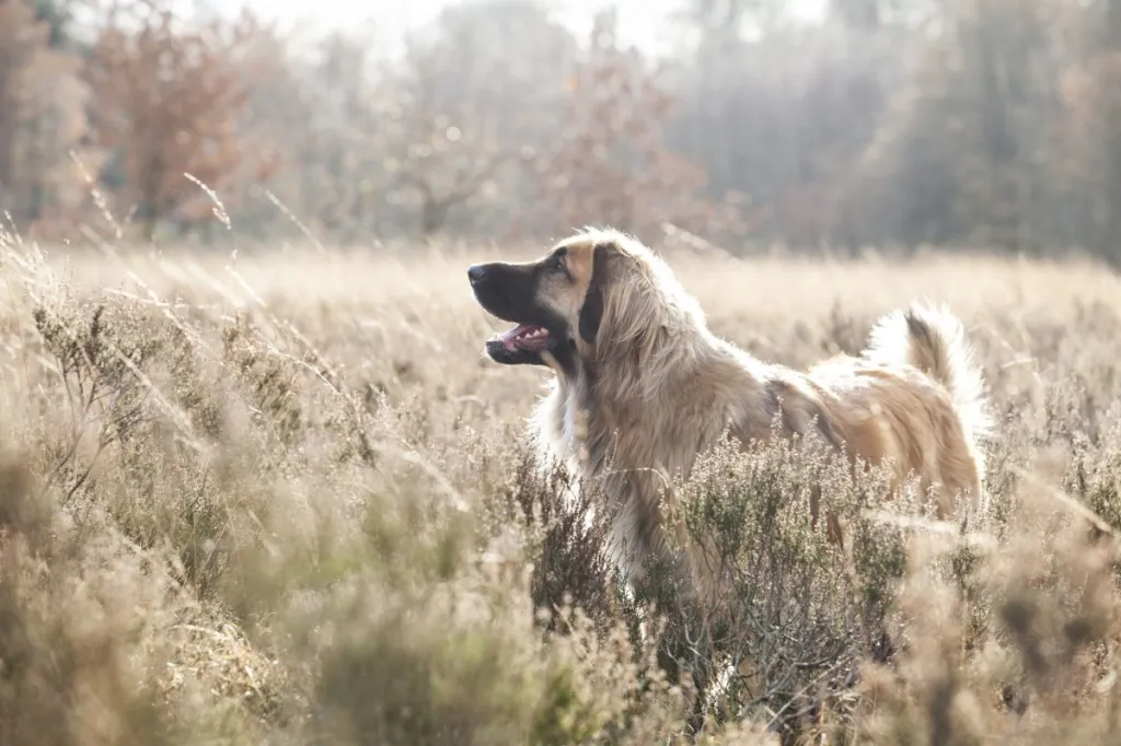 leonberger in field