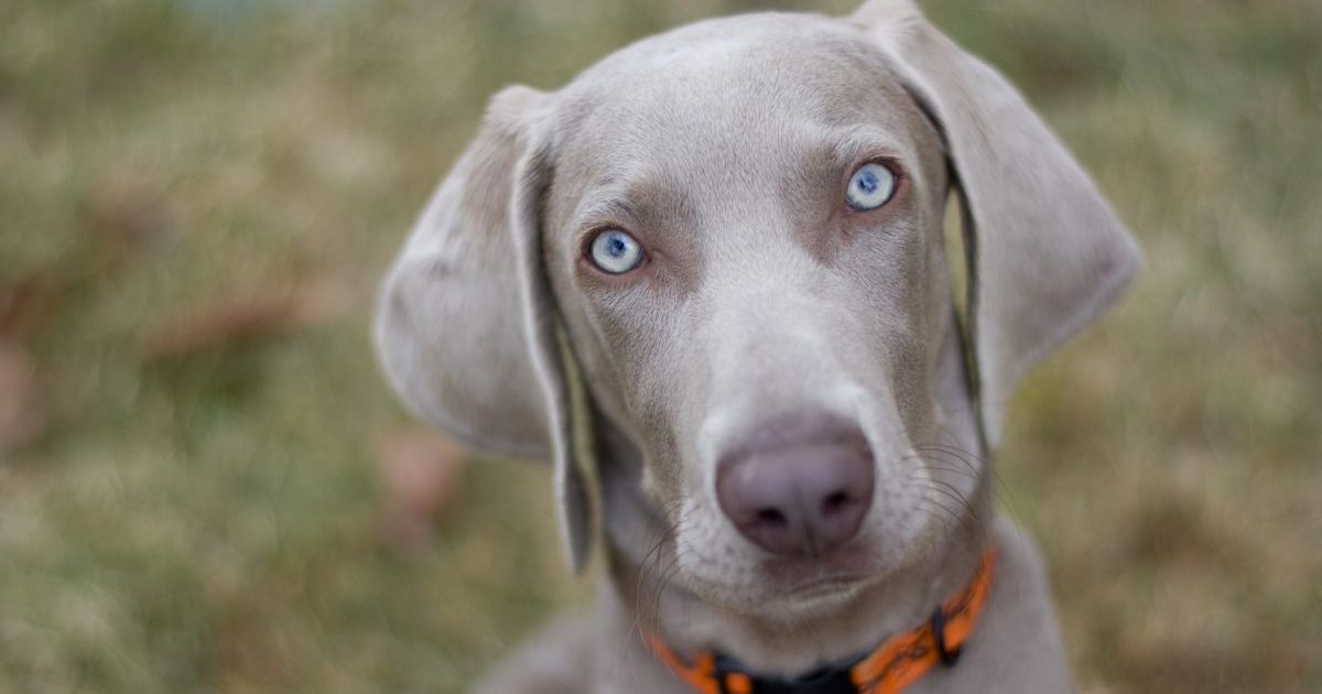 Close-up of young Weimaraner.