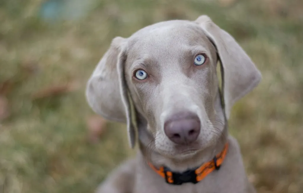 Weimaraner Dog Breed Information & Characteristics