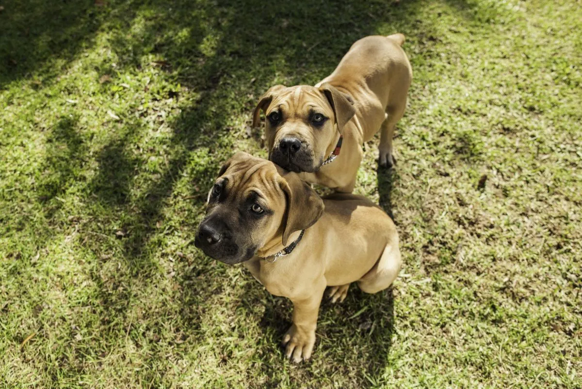 African store mastiff puppy