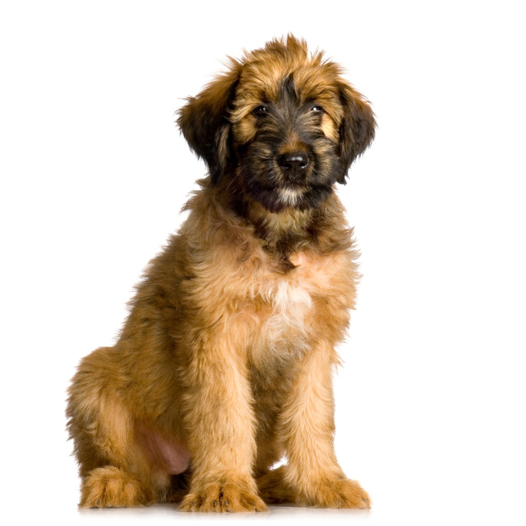 Briard sitting in front of white background
