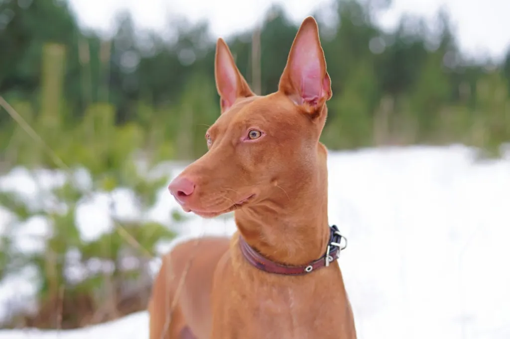 pharaoh hound in the snow