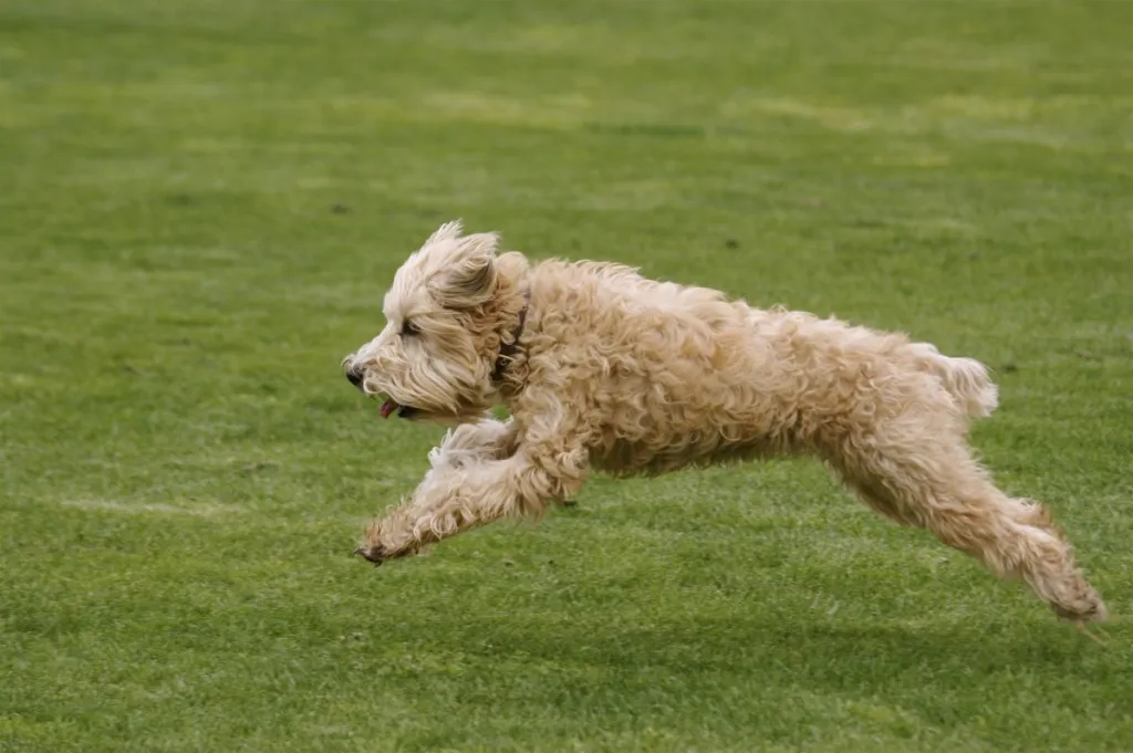 Wheaten Terrier In Full Sprint Leaping On Grass.