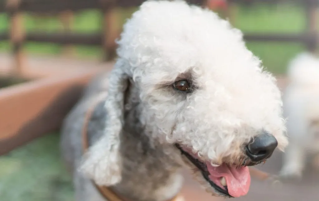Adorable Bedlington terrier dog