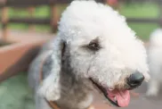 Adorable Bedlington terrier dog