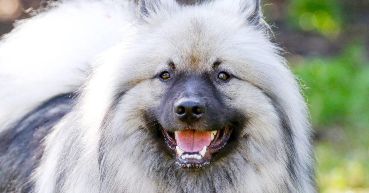 Keeshond dog