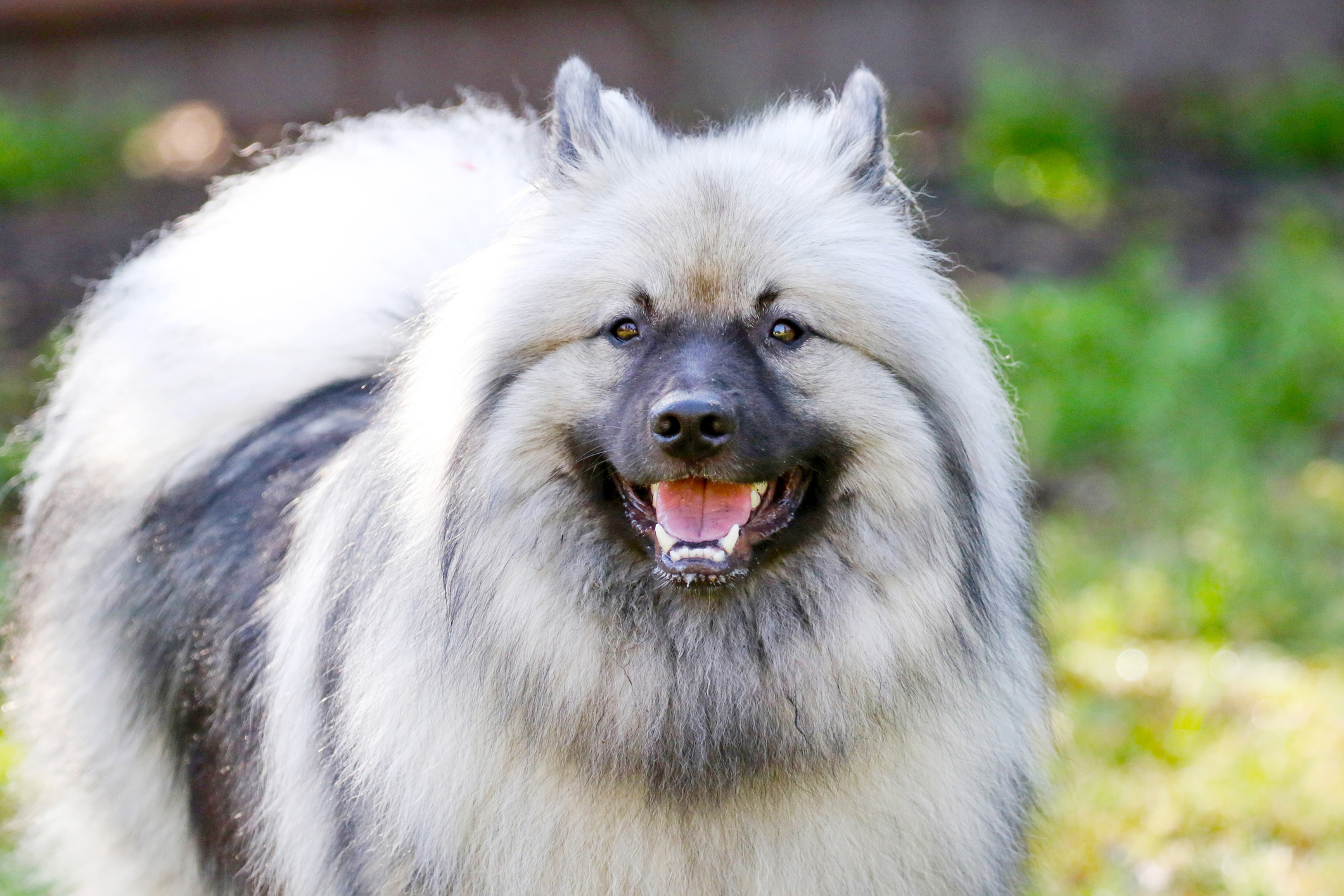 Colored keeshond store