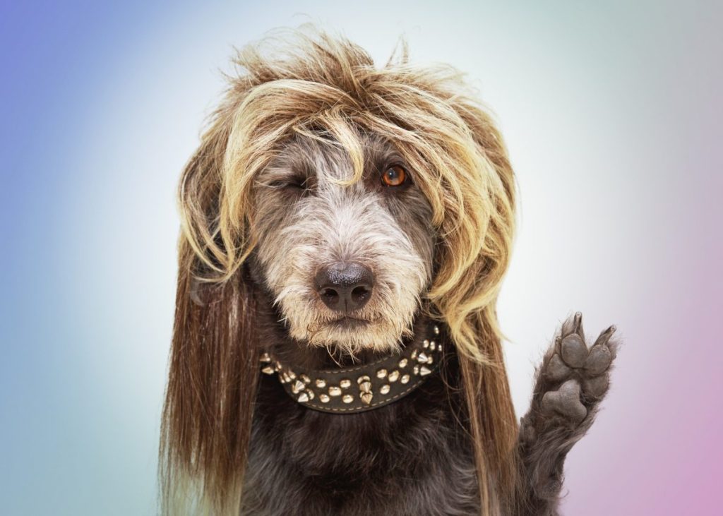 dog wearing wig and spike collar giving peace sign