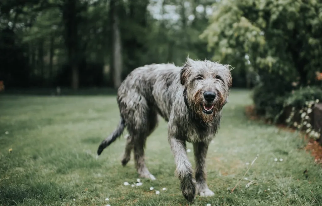 Young Irish Wolfhound dog