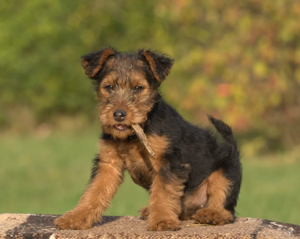 Welsh Terrier puppy at the park with a stick in his mouth.