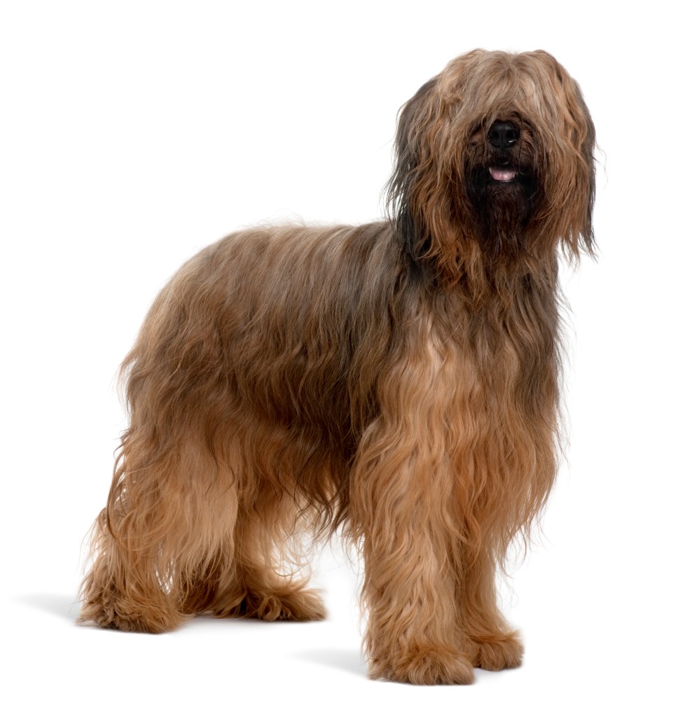 Side view of Briard dog standing and panting