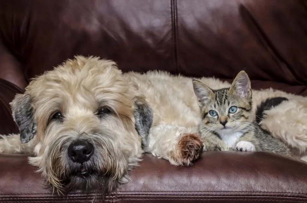 soft coated wheaten terrier and kitten