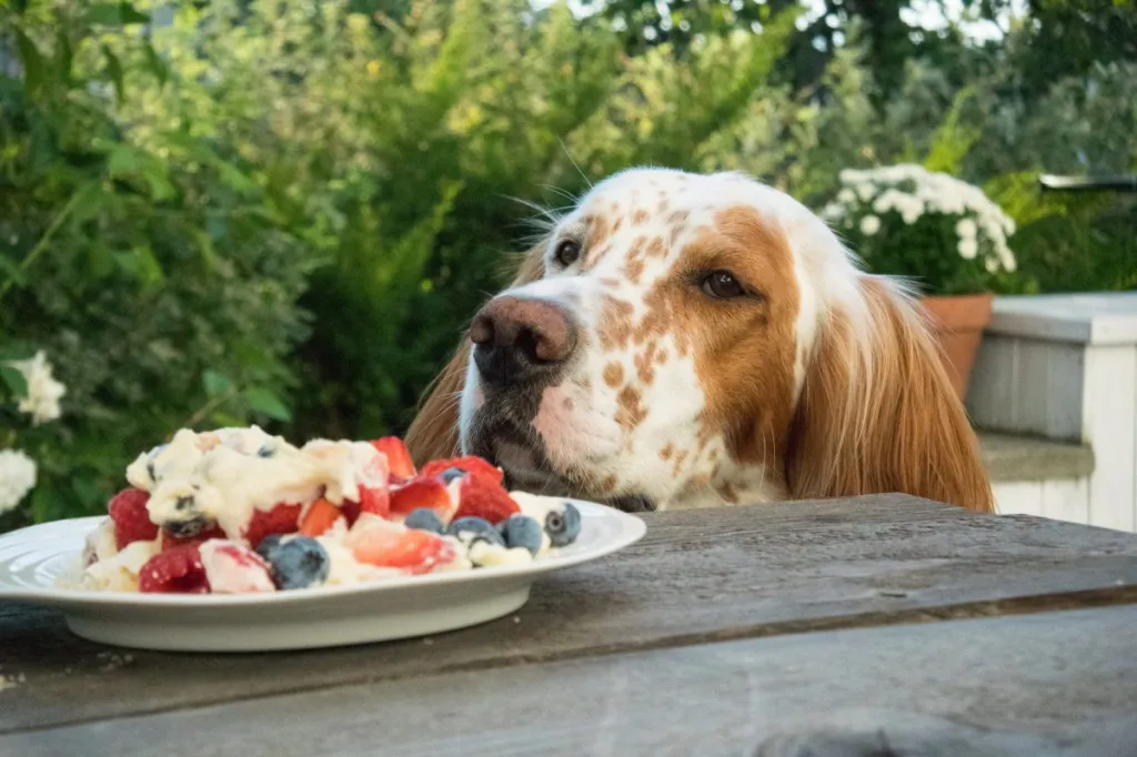 French Spaniel wants cake