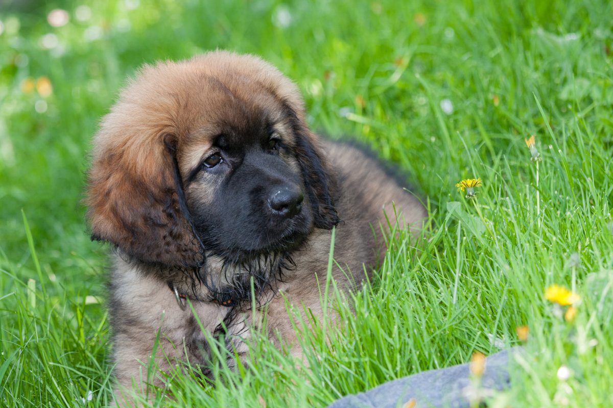 Largest leonberger outlet