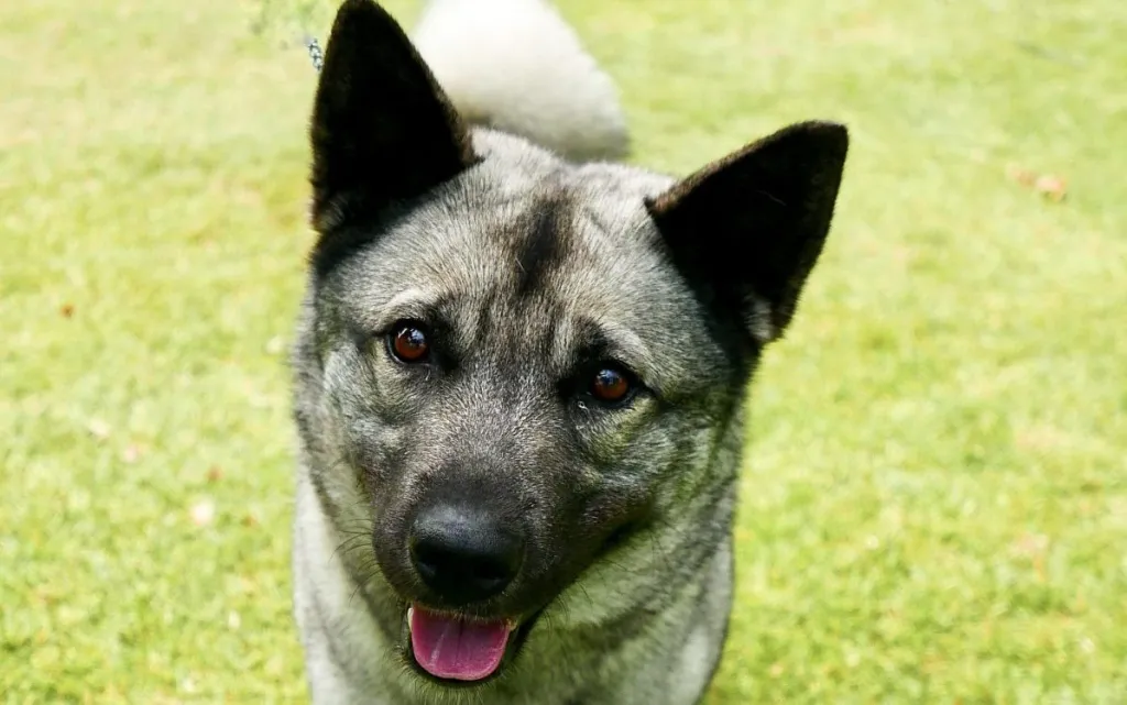 Norweigan Elkhound Dog in Park