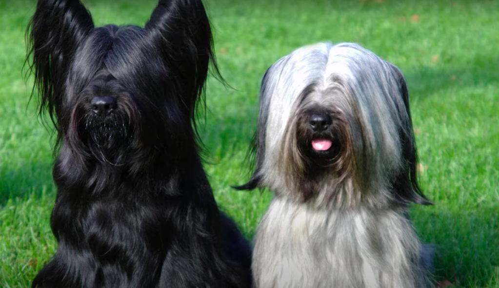 Two skye terriers