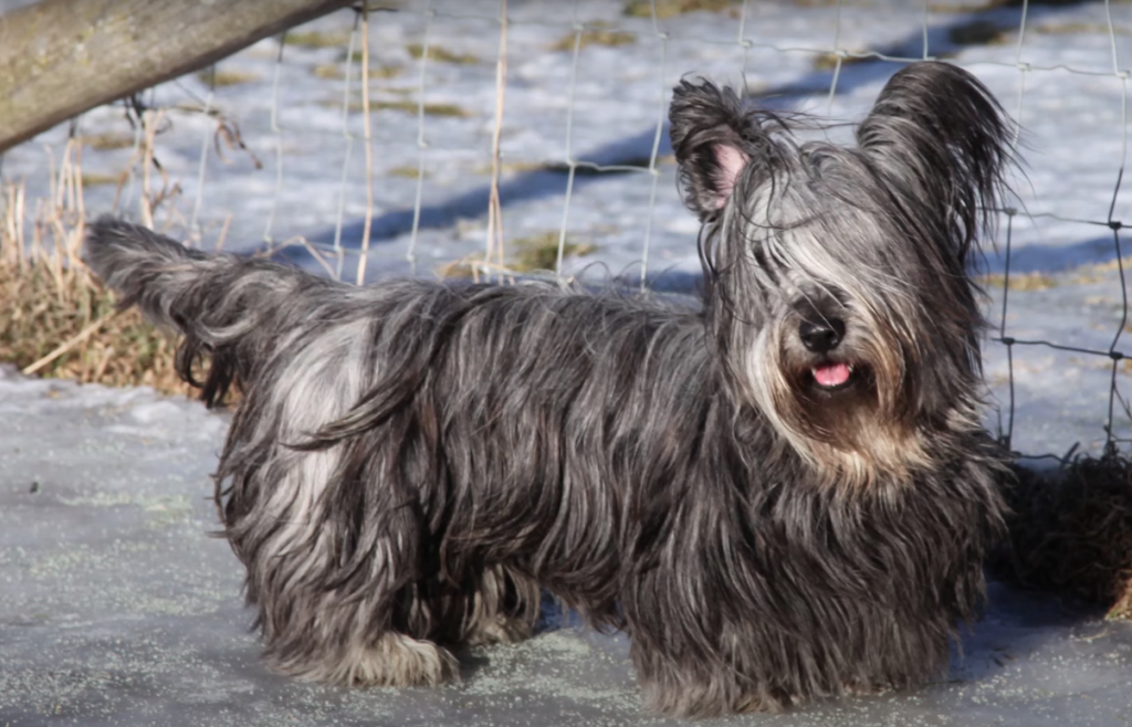 Skye best sale terrier breed