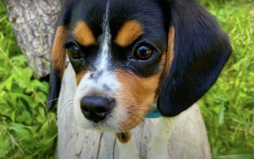 Beagle cross hot sale cavalier puppies