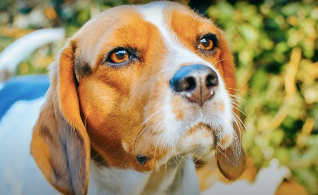 Cavalier and best sale beagle mix