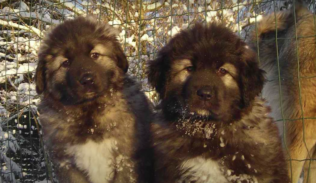 caucasian shepherd puppy