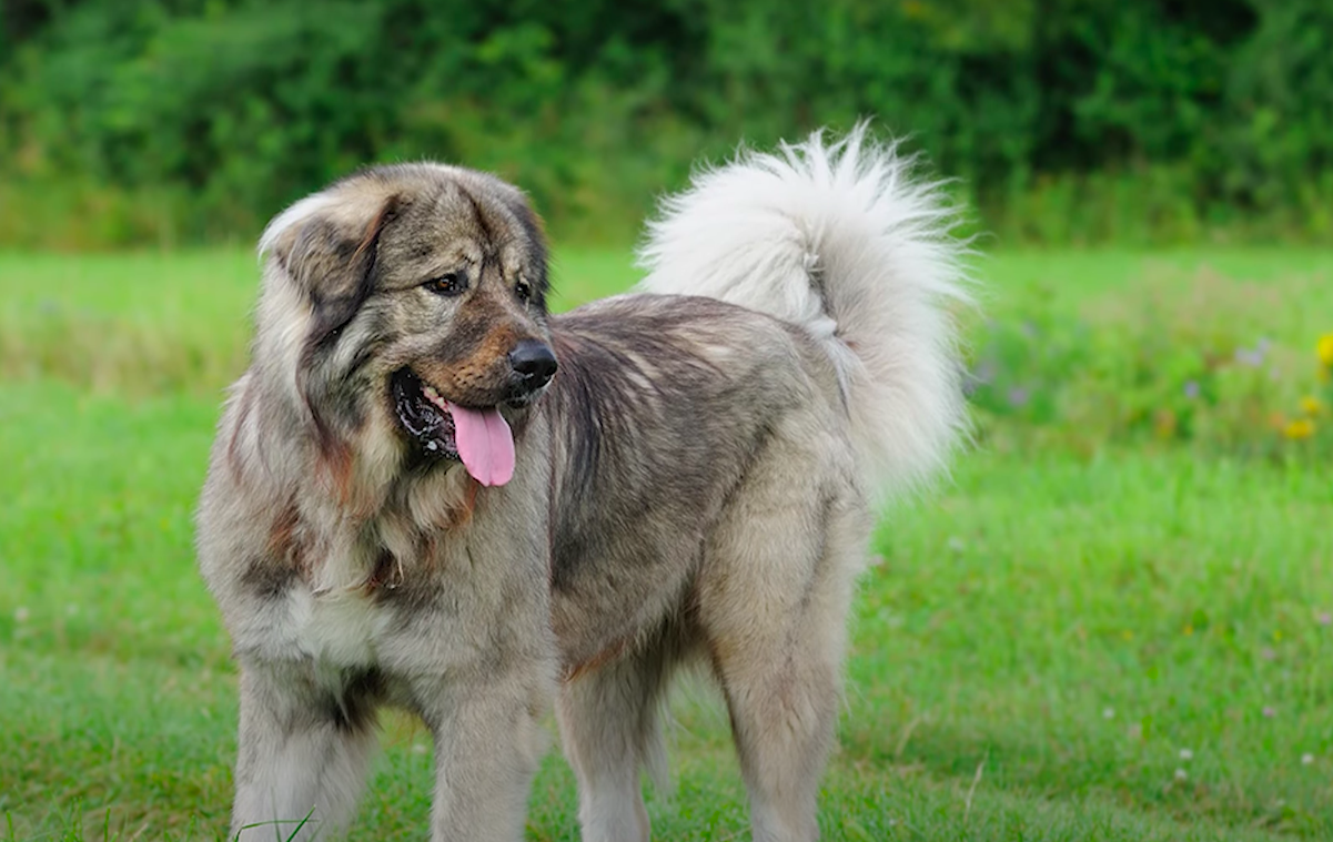 Caucasian Shepherd Dog Breed Information & Characteristics