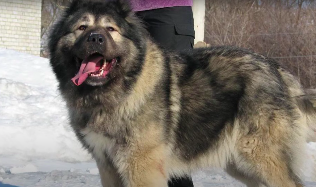 Russian best sale caucasian dog